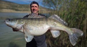 mächtige zander bei taffi tackle tours in mequinenza