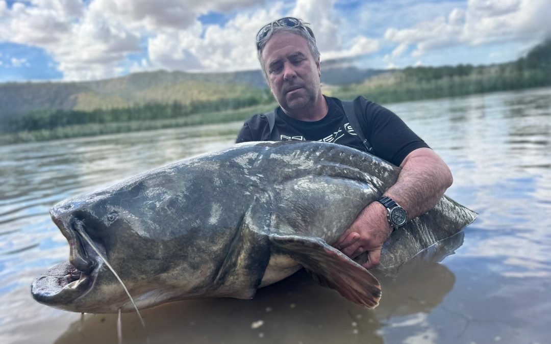 mein 74. waller über 2,50m bei meinen guidingtouren von taffi tackle tours