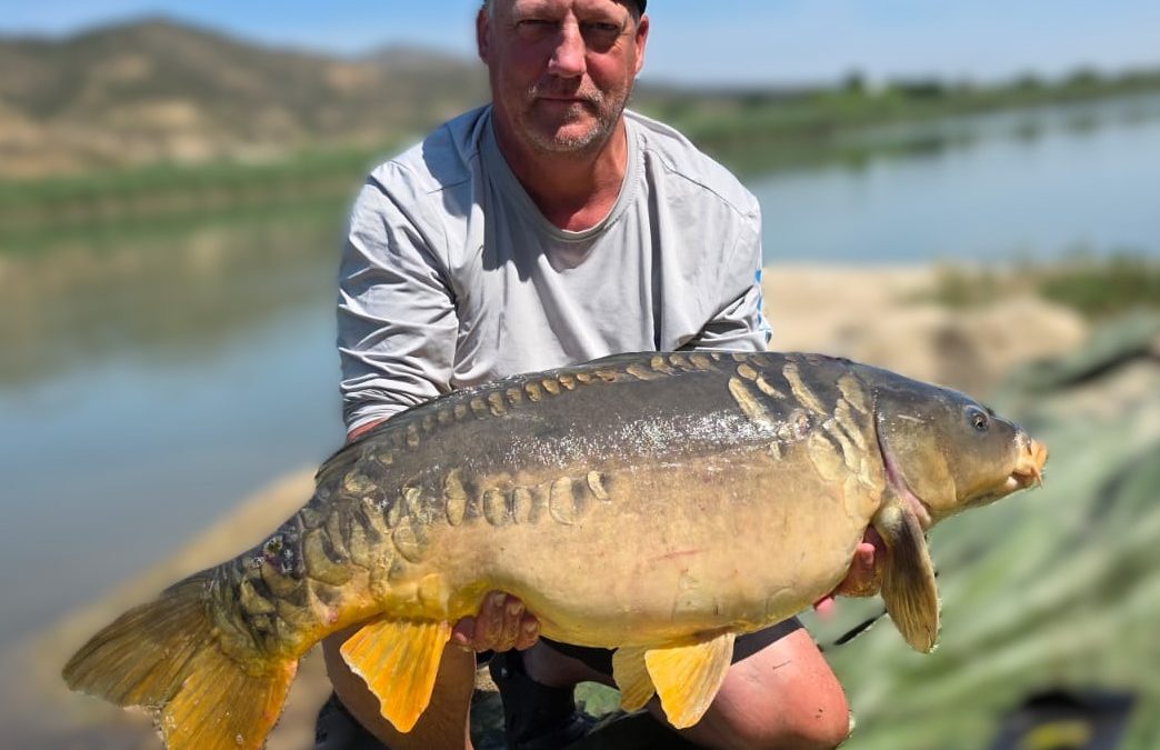 spiegelkarpfen in mequinenza am segre im angelcamp von taffi tackle tours