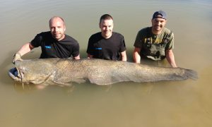 monsterfänge bei taffi tackle tours beim wallerfischen in mequinenza